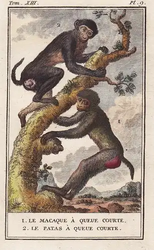 1. Le Macaque a queue courte. 2. Le patas a queue courte. - Macaques Makake patas monkey Affe monkeys Affen /