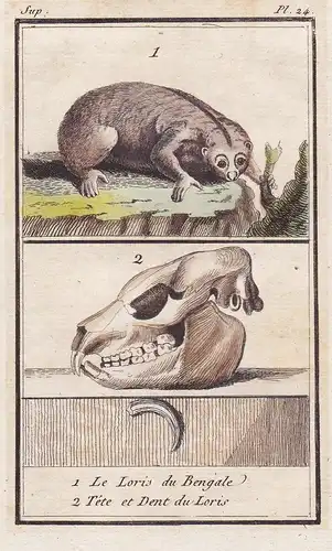 1. Le Loris du Bengale. 2. Tete et Dent du Loris. - Loris India skull Schädel / Tiere Tier animals animal anim