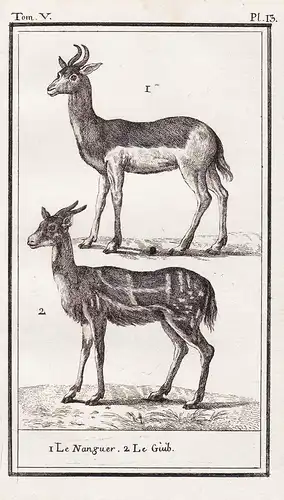 1. Le Nanguer. 2. Le Guib. - antelope Antilope Harnessed bushbuck Buschbock / Tiere Tier animals animal animau