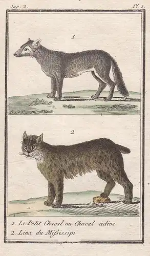 1. Le Petit Chacal ou Chacal adive. 2. Linx de Mississipi. - Schakal jackal Lynx Luchs / Tiere Tier animals an