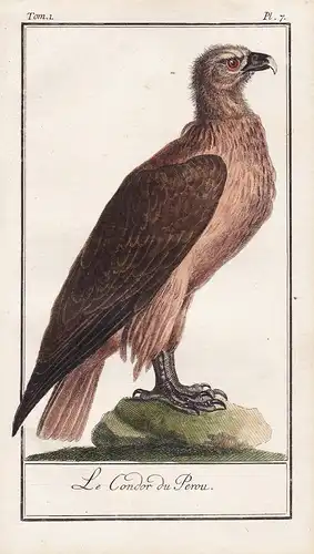 Le Condor du Perou - Kondor Condor Peru / birds Vögel Vogel / Tiere Tier animals animal animaux