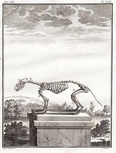 Pl. XXI - Skelett skeleton / Steinmarder Hausmarder beech marten Fouine Marder Rauptier predator / Tiere anima