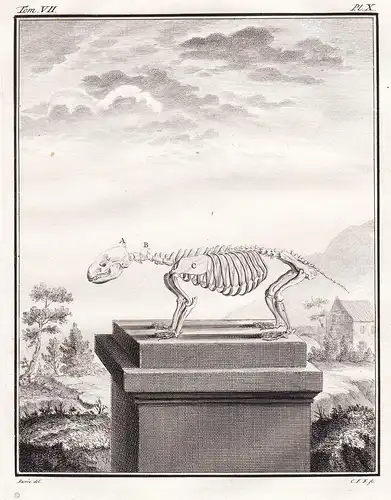 Pl. X - Skelett skeleton / Dachs badger Blaireau Rauptier predator / Tiere animals animaux