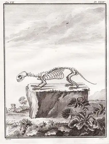 Pl. XXIV - Skelett skeleton / Iltis polecat Putois Waldiltis Frettchen Rauptier predator / Tiere animals anima