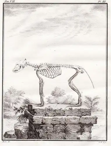 Pl. III - Loup Wolf Rauptier predator / Skelett skeleton / Tiere animals animaux