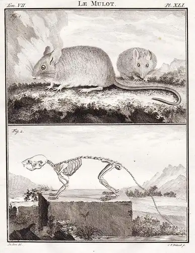 Le Mulot - Skelett skeleton / Waldmaus mulot Maus mouse Nagetier rodent / Tiere animals animaux