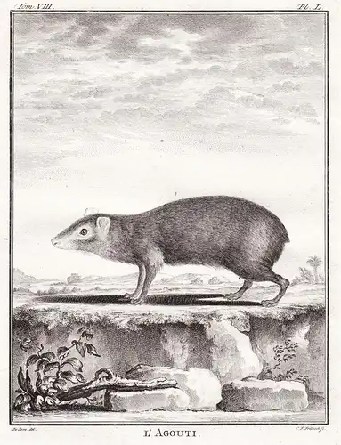 L'Agouti - Agutis Maus mouse / Nagetier rodent / Tiere animals animaux