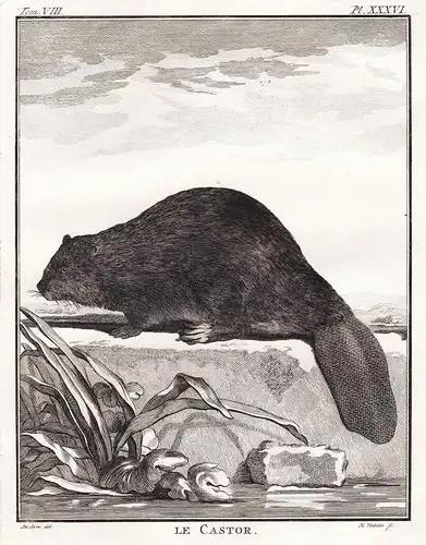 Le Castor - Biber Beaver Castoridae Nagetiere rodent / Tiere animals animaux