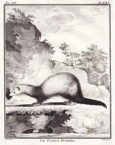 Le Furet Putois - Frettchen Ferret Furet Rauptier predator / Tiere animals animaux