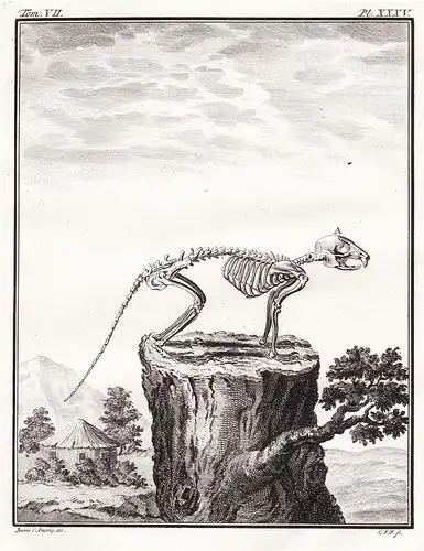 Pl. XXXV - Skelett skeleton / Ecureuil Eichhorn Eichhörnchen squirrel Nagetier rodent / Tiere animals animaux