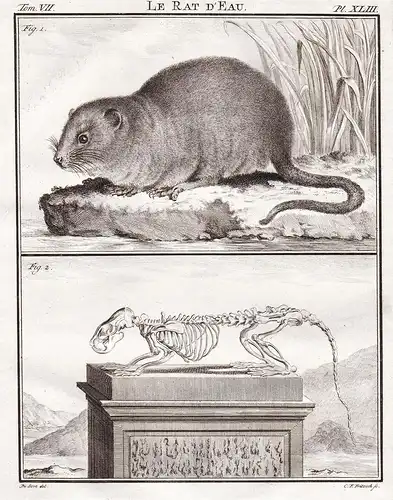 Le Rat d'Eau - Skelett skeleton / Ostschermaus Schermaus Wühlmaus water vole Ratte rat Maus mouse rat Ratte ra
