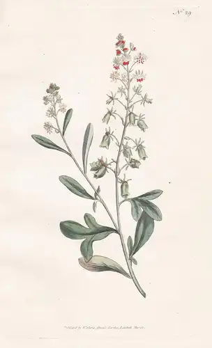 Reseda Odorata. Sweet-scented Reseda or Mignonette. Tab. 29 - garden mignonette Garten-Resede / flower flowers