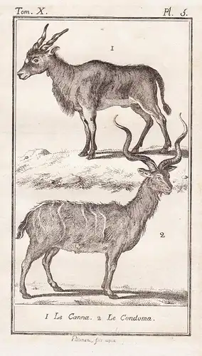 1. Le Canna. 2. Le Condoma - Antilope antelope Kuhantilope / Tiere Tier animals animal animaux