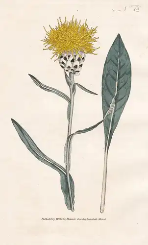 Centaurea Glastifolia. Woad-leaved Centaurea. Tab. 62 - Flockenblume / flower flowers Blume Blumen / botanical