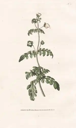 Calceolaria Pinnata. Pinnated Sliper-Wort. Tab. 41 - Pantoffelblume lady's purse slipperwort / flower flowers