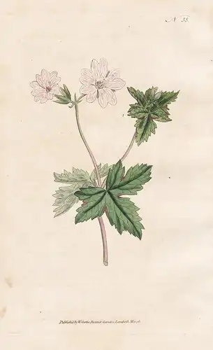 Geranium Striatum. Striped Geranium. Tab. 55 - Storchschnabel crane's-bill Geranie Geranien / flower flowers B