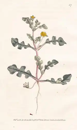 Mesembryanthemum Pinnatifidum. Jagged-leaved Fig Marigold. Tab. 67 - ice plants Mittagsblume / flower flowers
