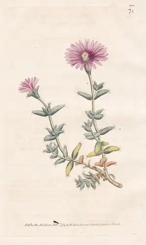 Mesembryanthemum Barbatum. Bearded Fig Marigold. Tab. 70 - ice plants Mittagsblume / flower flowers Blume Blum