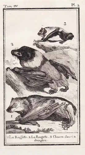 1. La Roussette. 2. La Rougette. 3. Chauve-Souris-etrangere. - fruit bat bats Fruchtfledermaus Fledermaus / Ti