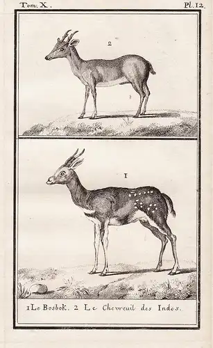 1. Le Bosbok. 2. Le Chevreuil des Indes. - bushbuck Bock ram Indisches Reh Indian doe deer / Tiere Tier animal