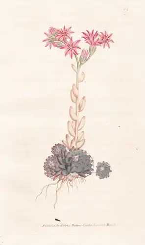 Sempervivum Arachnoideum. Cobweb Houseleek. Tab. 68 - Spinnweb Hauswurz cobweb house-leek / flower flowers Blu