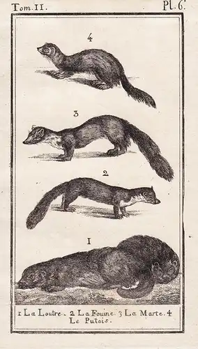 1. La Loutre. 2. La Fouine. 3. La Marte. 4. Le Putois. - Otter Wiesel weasel polecat Iltis / Tiere Tier animal
