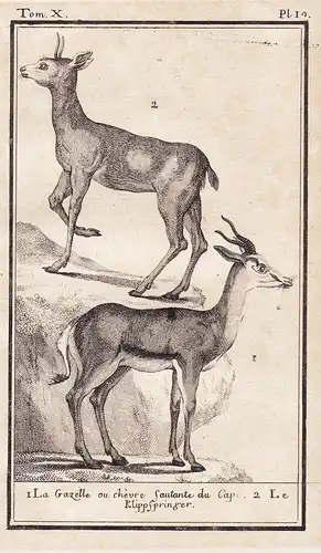 1. La Gazelle ou chevre sautante du Cap. 2. Le Klippspringer. - Klipspringer Klippspringer Gazelle / Tiere Tie