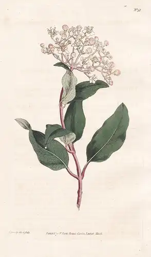 Viburnum Tinus. Common Laurustinus. Tab. 38 - Lorbeerblättriger Schneeball laurustine Lorbeerschneeball / flow