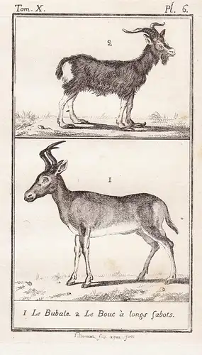 1. Le Bubale. 2. Le Bouc a longs sabots. - Hartebeest Ziege goat Ziegen goats / Tiere Tier animals animal anim