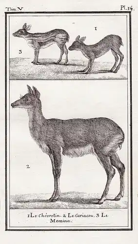 1. Le Chevrotin. 2. Le Cariacou. 3. Le Memina - Ziege goat Ziegen goats Virginian deer / Tiere Tier animals an