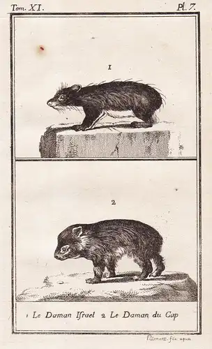 1. Le Daman Israel. 2. Le Daman du Cap. - Schliefer Hyrax Procaviidae mouse Maus mice Mäuse / Tiere Tier anima