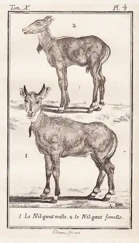 1. Le Nil-gaut male. 2. le Nil-gaut femelle. - Nilgai antelope Nilgauantilope Antilope / Tiere Tier animals an