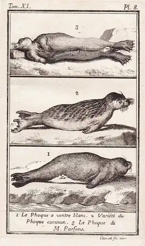 1. Le Phoque a ventre blanc. 2. Variete du Phoque commun. 3. Le Phoque de M. Parsons. - Siegel Seal / Tiere Ti