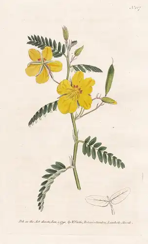 Cassia Chamaecrista. Dwarf Cassia. Tab. 107 - sensitive pea / flower flowers Blume Blumen / botanical Botanik