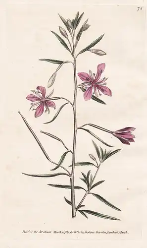 Epilobium Angustissimum. Narrowest-leaved Willow-Herb. Tab. 76 -  Weidenröschen willowherbs / flower flowers B