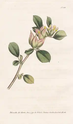 Anthyllis Tetraphylla. Four-leav'd Ladies-Finger. Tab. 108 - Tripodion Blasen-Wundklee / flower flowers Blume