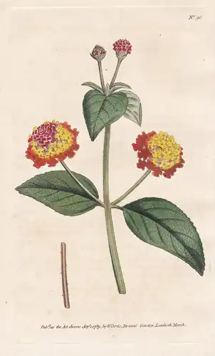 Lantana Aculeata. Prickly Lantana. Tab. 96 - Wandelröschen Eisenkraut / flower flowers Blume Blumen / botanica