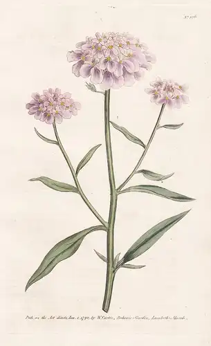 Iberis Umbellata. Purple Candy-Tuft. Tab. 106 - Doldige Schleifenblume garden candytuft / flower flowers Blume