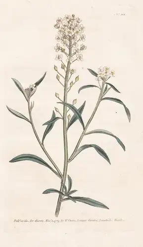 Alyssum Halimifolium. Sweet Alyssum. Tab. 101 - Steinkräuter Steinkraut / flower flowers Blume Blumen / botani