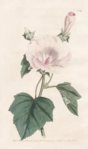 Lavatera Trimestris. Annual Lavatera. Tab. 109 - Malva trimestris mallow Bechermalve Malve / flower flowers Bl