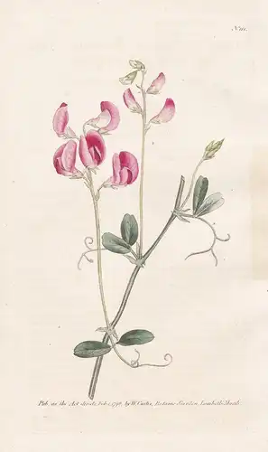 Lathyrus Tuberosus. Tuberous Lathyrus, or Pease Earth-Nut. Tab. 111 - Knollen-Platterbse earthnut pea Erbse /