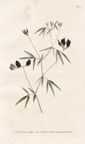 Lotus Jacobaeus. Black-Flowered Lotus Tab. 79 - Lotus jacobaeus Hornklee / flower flowers Blume Blumen / botan