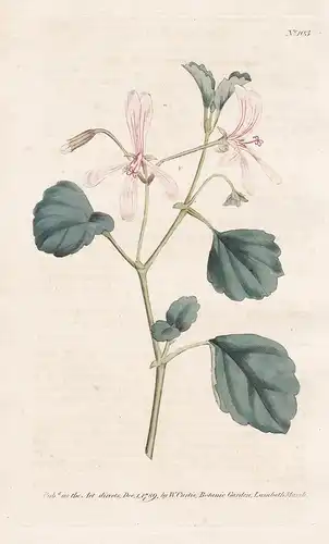 Pelargonium Acetosum. Sorrel Crane's-Bill. Tab. 103 - Storchschnabel cranesbill crane's-bill Geranie Geranien