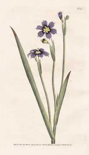 Sisyrinchium Iridioides. Iris-leaved Sisyrinchium. Tab. 94 - Grasschwertel blue-eyed grasses / flower flowers