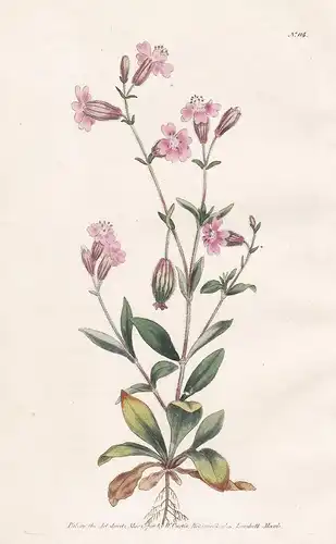 Silene Pendula. Pendulous Catchfly. Tab. 114 - catchfly Leimkraut Leimkräuter / Pflanze plant / flower flowers