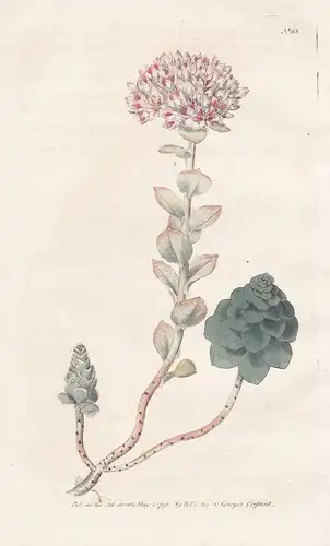 Sedum Anacampseros. Evergreen Orpine. Tab. 118 - Fetthenne / Pflanze plant / flower flowers Blume Blumen / bot
