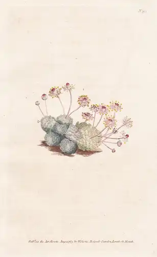 Sempervivum Monanthes. Dwarf Houseleek. Tab. 93 - Hauswurzen Hauswurz houseleek / flower flowers Blume Blumen