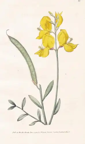 Spartium Junceum. Spanish Broom. Tab. 85 - Pfriemenginster Binsenginster broom Ginster / flower flowers Blume