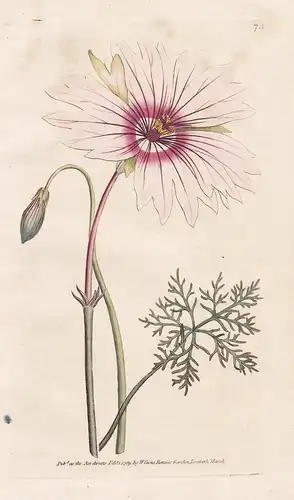 Monsonia Speciosa. Large-flower'd Monsonia. Tab. 73 -  Monsonia / flower flowers Blume Blumen / botanical Bota