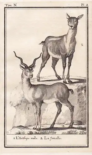 1. L'Antilope male. 2. La femelle - antelope Antilopen / Tiere Tier animals animal animaux